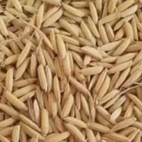 چلتوک چشمه بلقیس(طارم+هاشمی)(شمیم