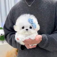 پومالی|سگ|تهران, گیشا|دیوار