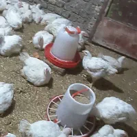 مرغ|حیوانات مزرعه|نگین شهر, |دیوار