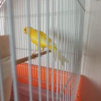 قناری نر کشیده