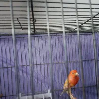 قناری|پرنده|کرمان, |دیوار