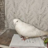 کبوتر زیر قیمت میدم|پرنده|ملکان, |دیوار