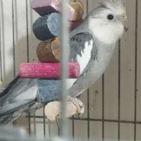 عروس هلندی صورت سفید