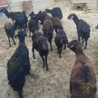 گوسفند بره دار