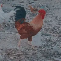 1200ت|حیوانات مزرعه|گله دار, |دیوار