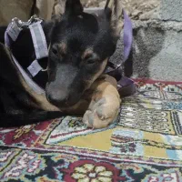 واگذاری سگ دوبرمن