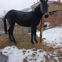 خریدو فروش انواع قاطر