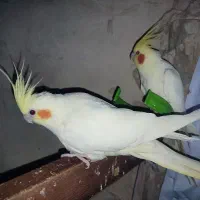 عروس هلندی ،برزیلی|پرنده|خوی, |دیوار