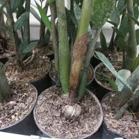 زاموفیلیا حراجی با کیفیت و رشد انفجاری|گل و گیاه طبیعی|کرج, اسلام‌آباد|دیوار