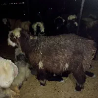 بره رامجرد