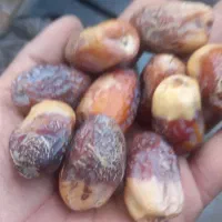 فتگگرنکتو پیمازو و بادلمی مضافتی|عمده‌فروشی|جالق, |دیوار