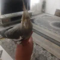 عروس هلندی ماده