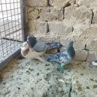 کفتر پرشی|پرنده|تربت‌حیدریه, مسجد جامع|دیوار