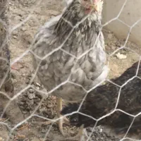 جوجه مرغ محلی|حیوانات مزرعه|اصفهان, کشاورزی|دیوار