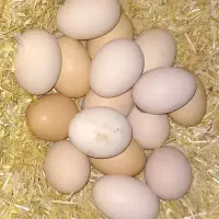 تخم مرغ محلی
