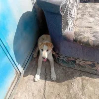 توله سگ سرابی نر