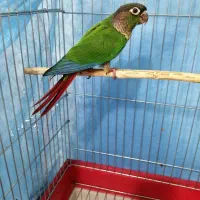 طوطی گرینچیک یولاساید.  فول دستی و رام.