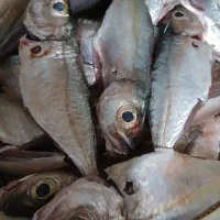 ماهی|خوردنی و آشامیدنی|داراب, |دیوار