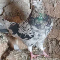 هفت رنگ پرشی چندتا طوقی|پرنده|رامند, |دیوار