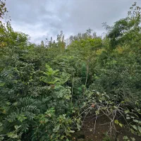 فروش ویلای ویودار/مناسب تفریح/ تاکسی خور|فروش خانه و ویلا|تالش, هشتپر|دیوار