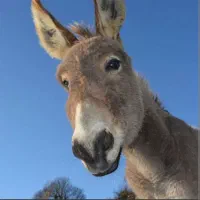 خر ۱۲ ساله