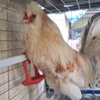 مرغ و خروس تزئینی