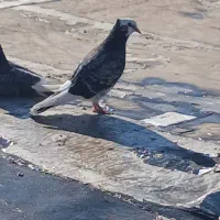 کبوتر گم شده