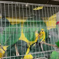 طوطی آوازه خوان