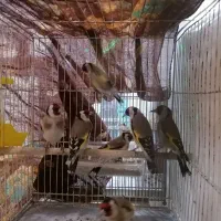 سهره سرسیاه|پرنده|شیراز, پودنک|دیوار