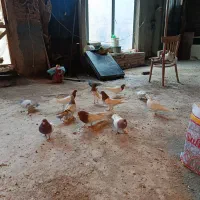 کبوتر|پرنده|تبریز, |دیوار