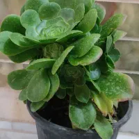 فروش انواع کاکتوس و ساکولنت