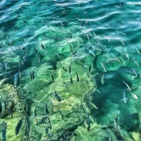 گشت جزیره قشم با راننده بومی.|تور و چارتر|درگهان, |دیوار