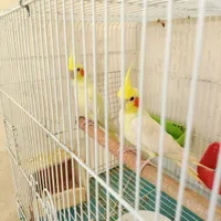جفت عروس هلندی ضمانتی|حیوانات|بیرجند, |دیوار