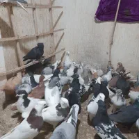 کفتر سیاه پوش