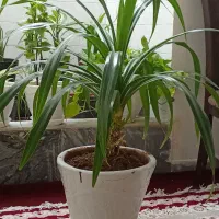 فروش گل