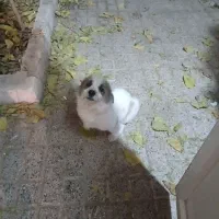 سگ خونگی پاکوتاه