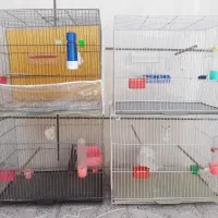 ۴ قفس و لوازم جانبی لانه و...