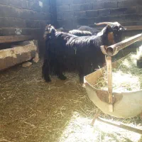 کلار ناری درجه یک