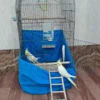 یک جفت عروس هلندی لوتینو