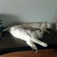 گربه اسکاتیش|گربه|تهران, تهرانپارس غربی|دیوار