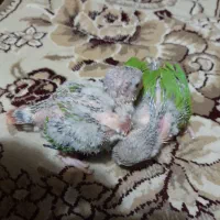 گرینچیگ|پرنده|بیرجند, |دیوار