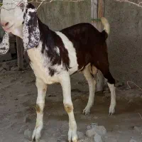 فروش بز نر