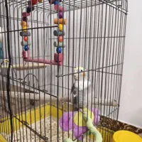 عروس هلندی ماده|پرنده|اسفراین, |دیوار