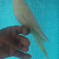 عروس هلندی سخنگو