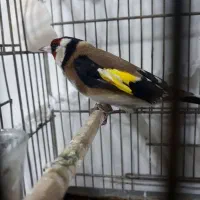 سهره سنندج|پرنده|محمدشهر, محمدشهر|دیوار