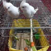 سلام یک تا عروس هلندی نر قیمت ۱۳۰۰۰۰۰|پرنده|پردیس, فاز ۱۱|دیوار