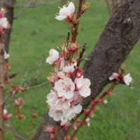 ساخت گل ربانی