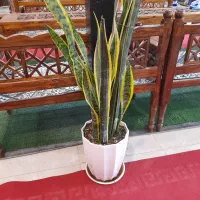 گل آپارتمانی سانسوریا دیفن باخیا شلفرا|گل و گیاه طبیعی|باقرشهر, |دیوار