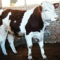 تعدادی گوساله بفروش میرسد