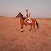 اسب کردزیبا|اسب و تجهیزات اسب‌سواری|سبزوار, کهنه آب|دیوار